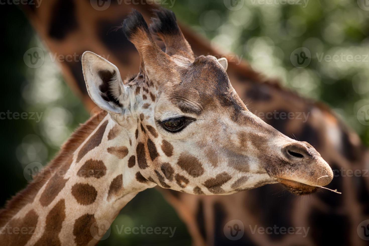 retrato de uma jovem girafa foto