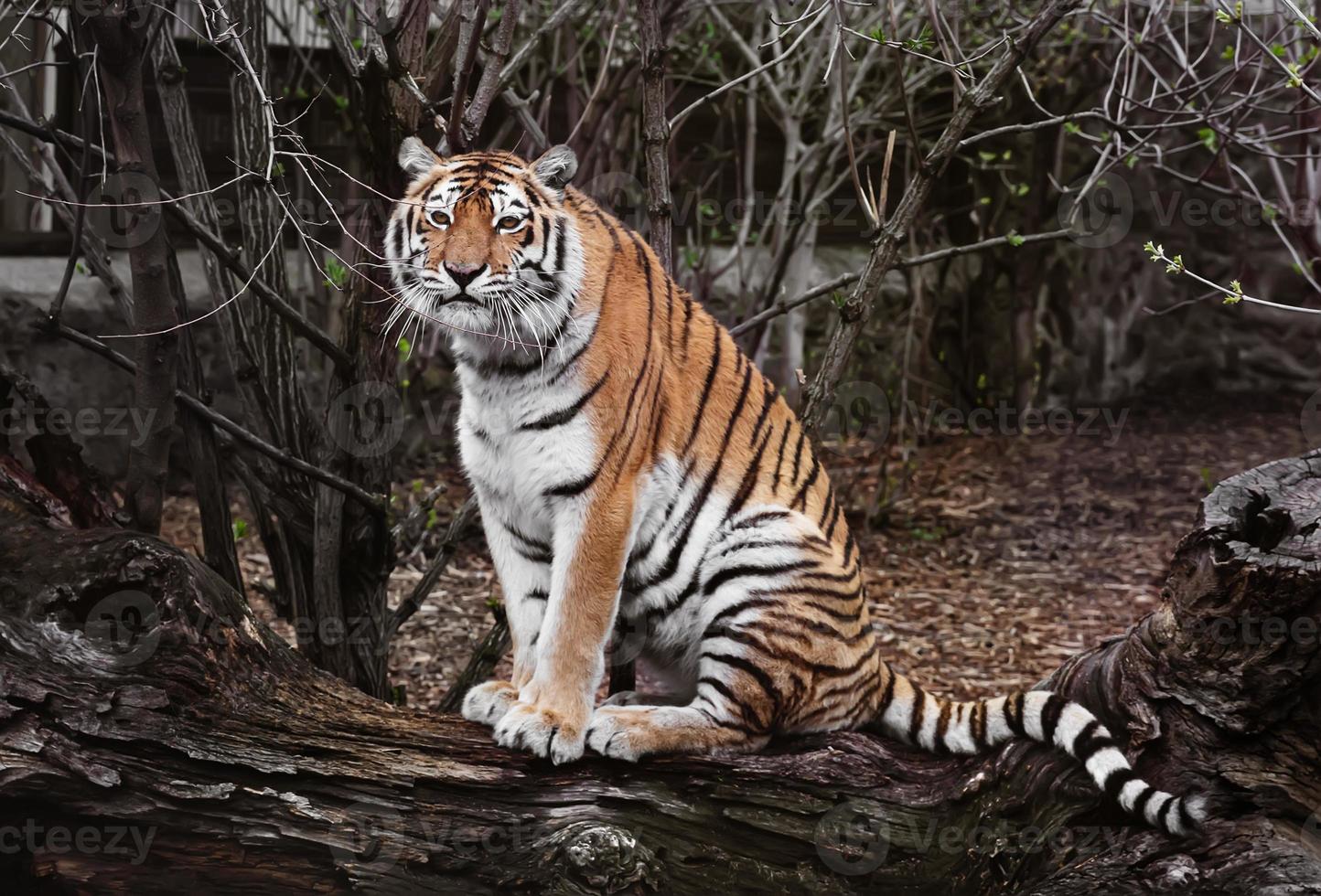 tigre descansando no zoológico foto