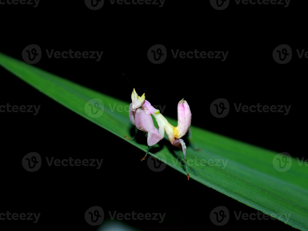 gafanhoto como flor antiga empoleirada em uma folha. fundo escuro foto