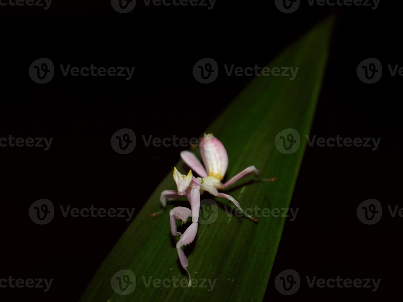 um gafanhoto como uma flor está andando em uma folha verde foto