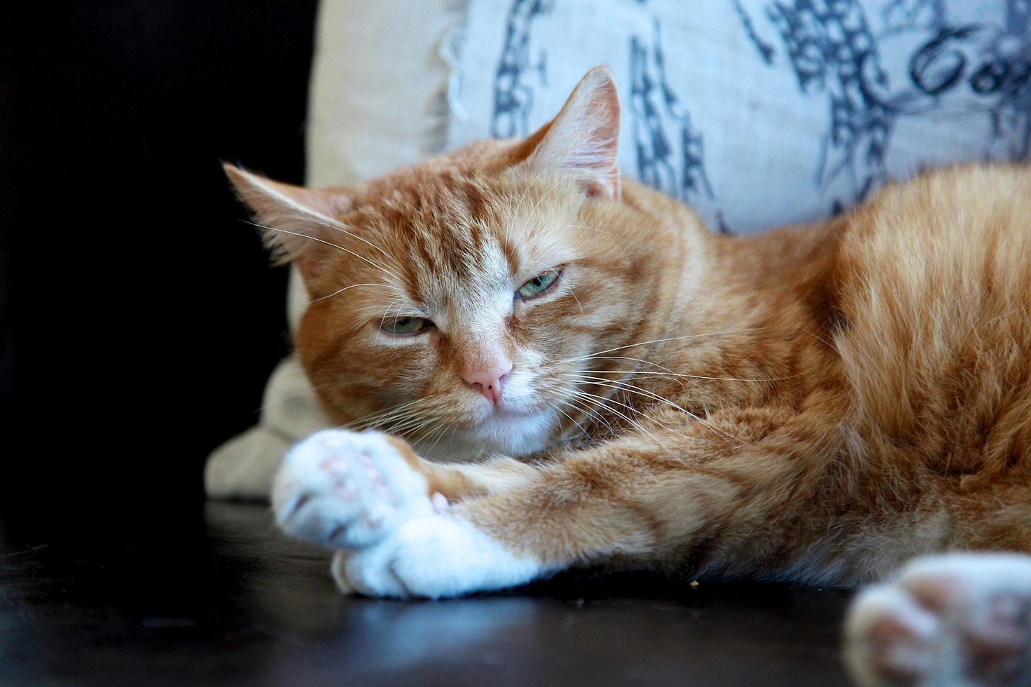 gato malhado laranja deitado foto