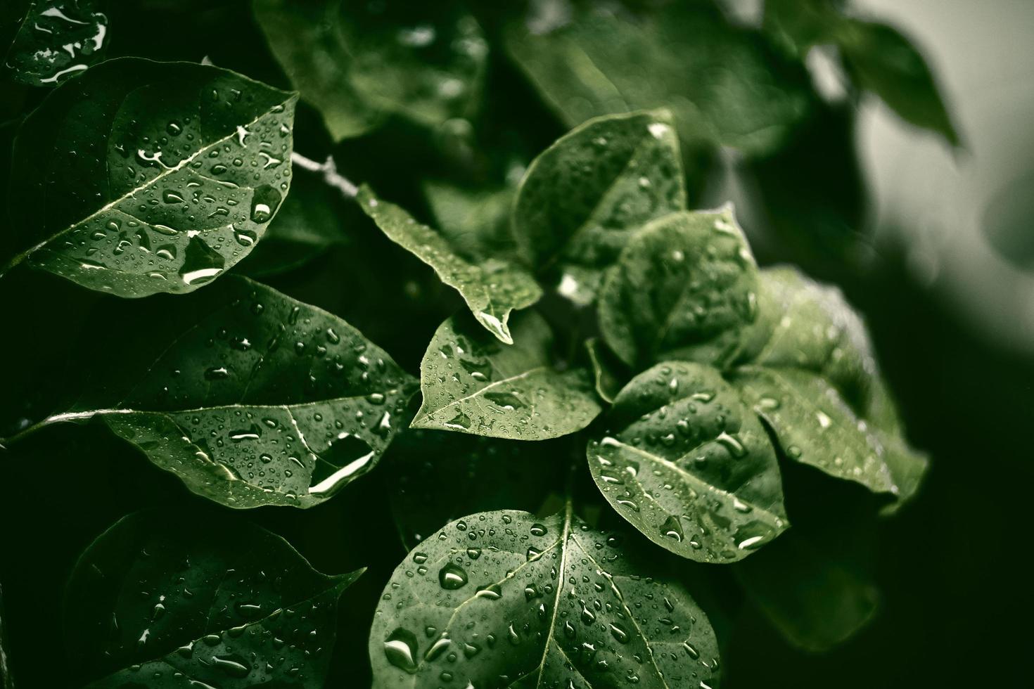 fotografia de foco seletivo planta de folha verde com orvalho foto