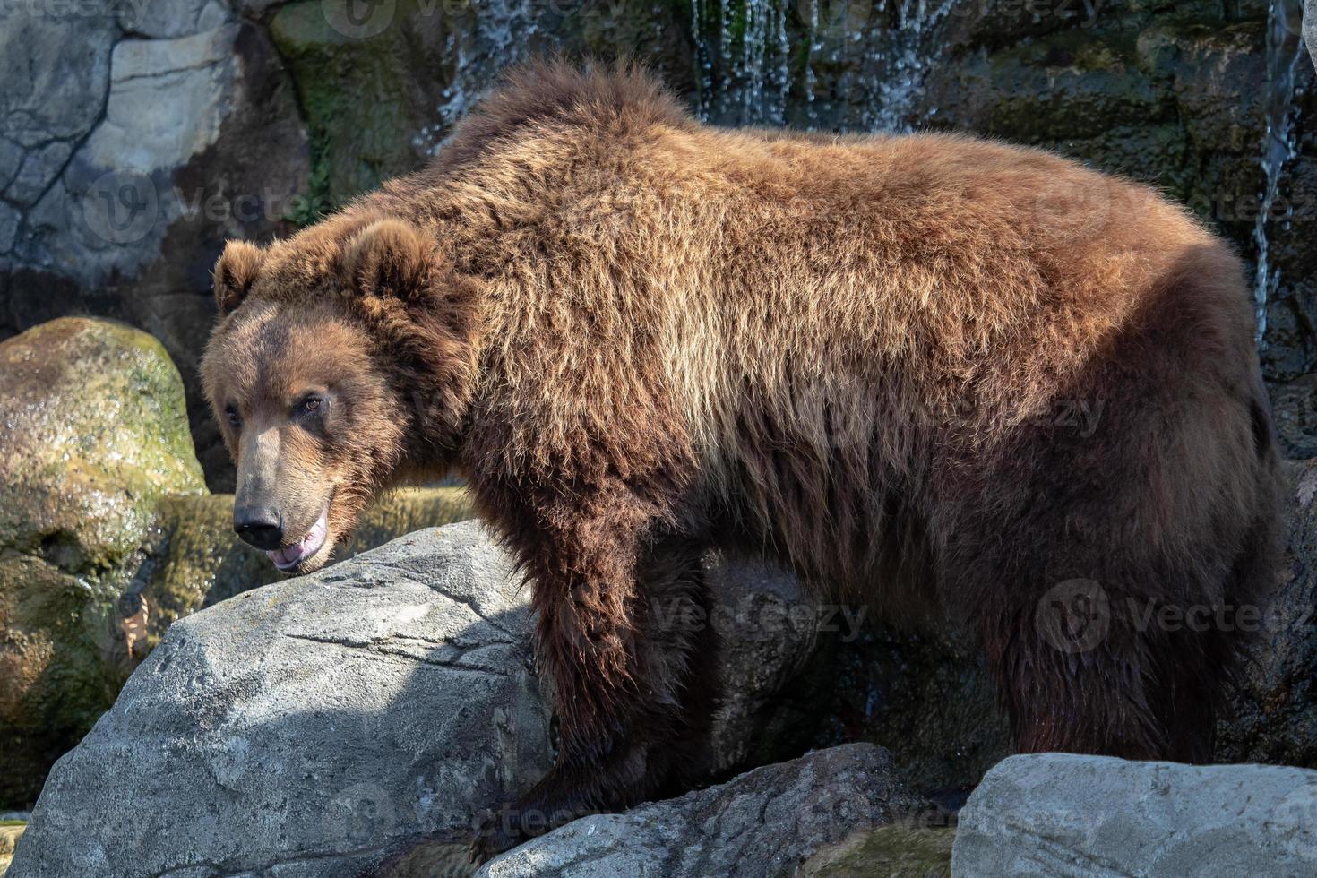 retrato do urso pardo ursus arctos beringianus. urso pardo kamchatka. foto