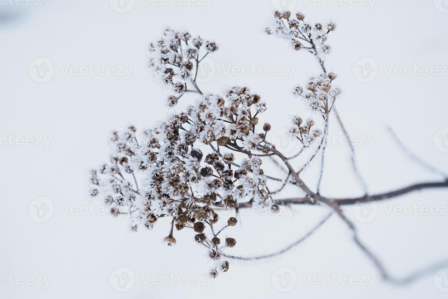 flor seca congelada durante o inverno frio foto