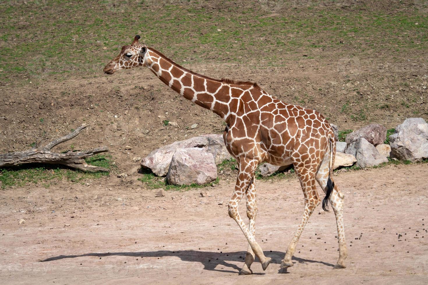 girafa sul-africana caminhando no parque safari foto