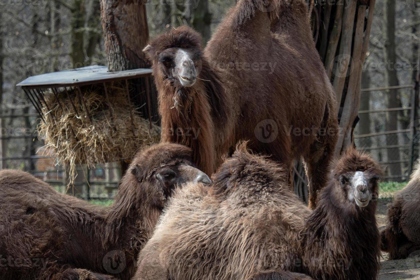 camelo bactriano camelus bactrianus descansando no chão. corcunda camelo bactriano foto