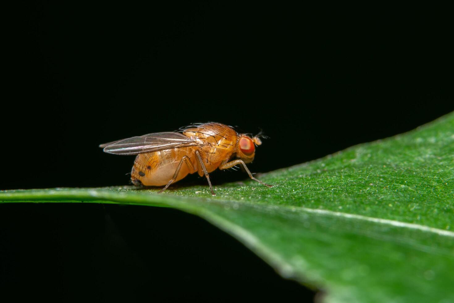 mosca da fruta em uma planta foto