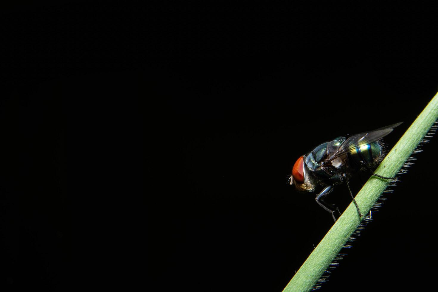 voar em uma planta foto