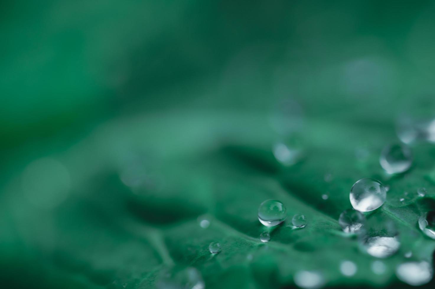 gotas de água em uma planta foto