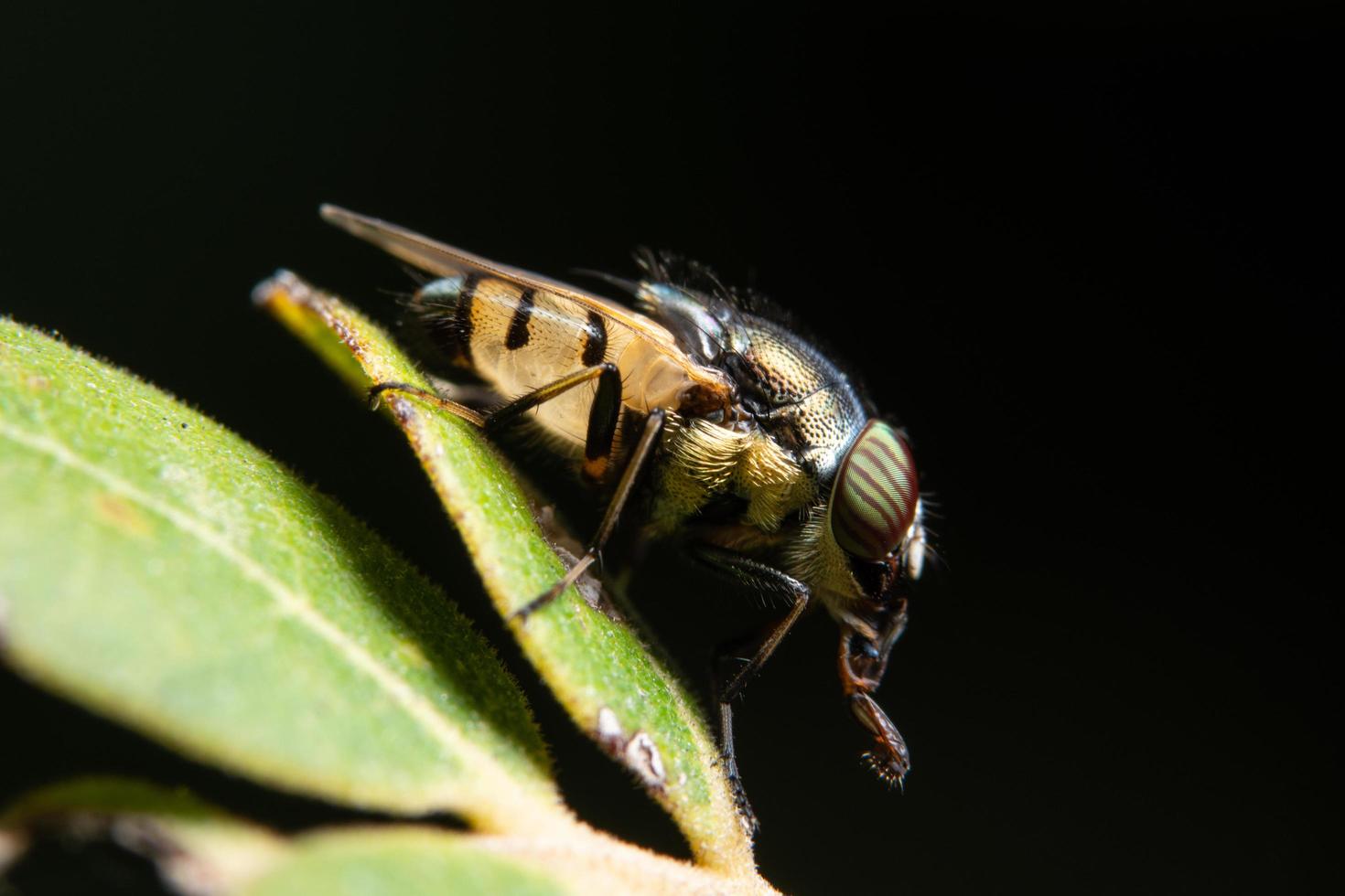 mosca da fruta em uma planta foto