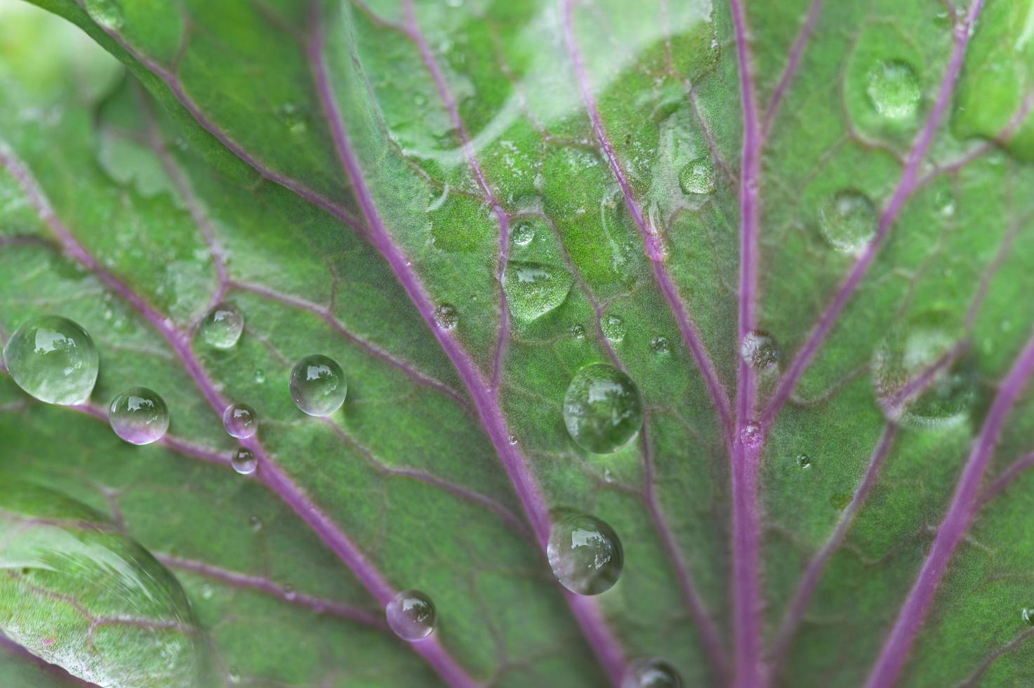 gota de água em uma planta foto