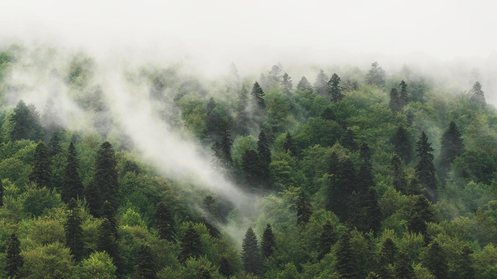 floresta coberta de névoa foto