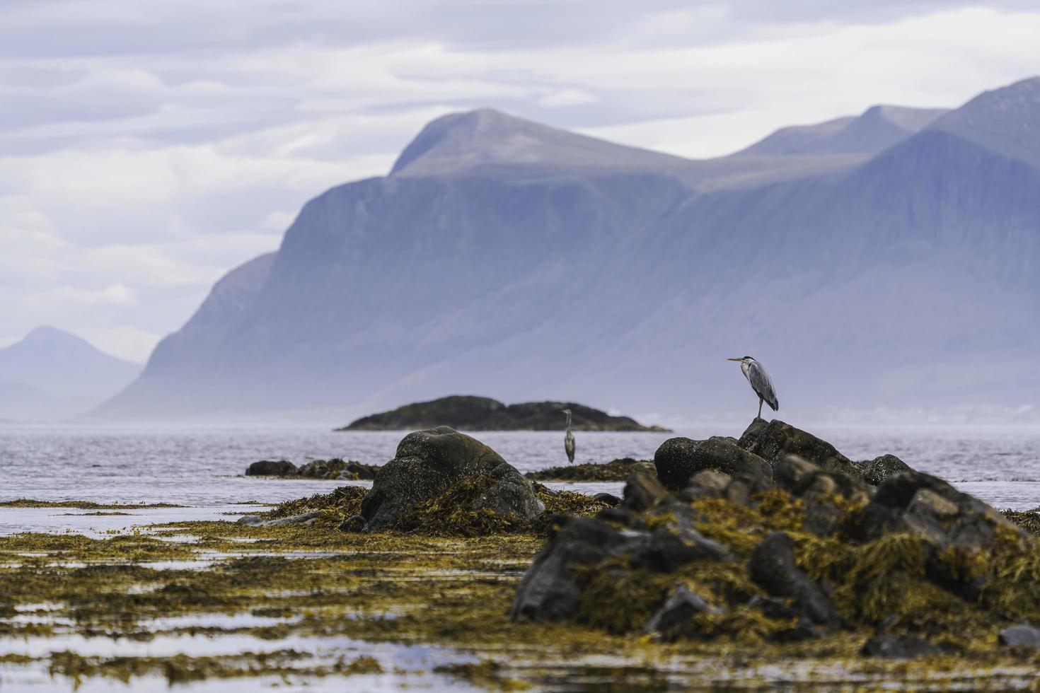 dois pássaros em uma costa rochosa durante o dia foto