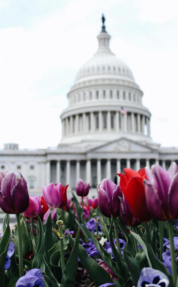 flores em frente ao capitólio dos estados unidos foto