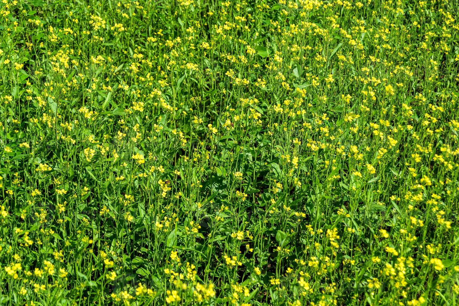 fotografia sobre o tema mostarda de flores silvestres em prado de fundo foto