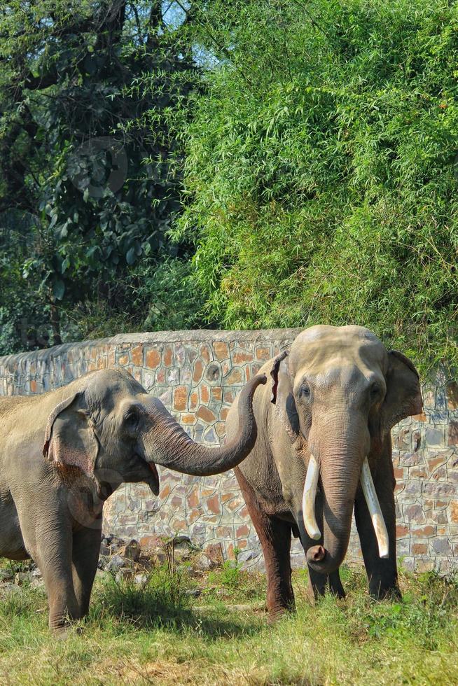 tiro vertical de dois parceiros elefantes selvagens asiáticos brincando afetuosamente com seus troncos em um campo de grama em um zoológico foto