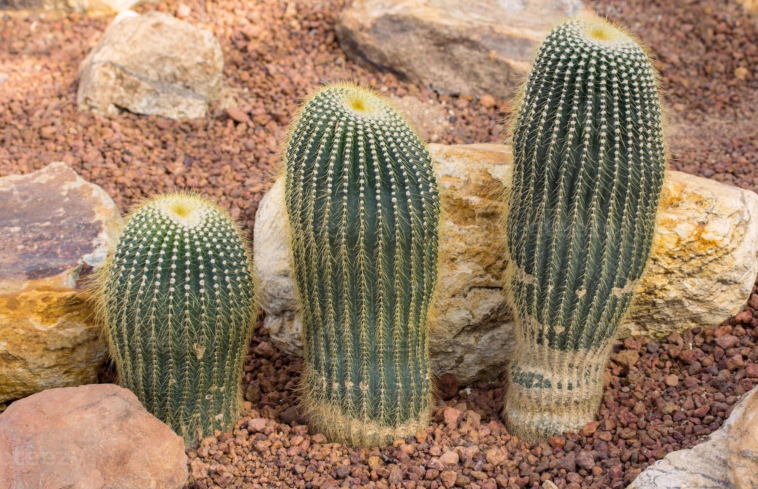 decoração de planta de cacto na rocha no jardim foto