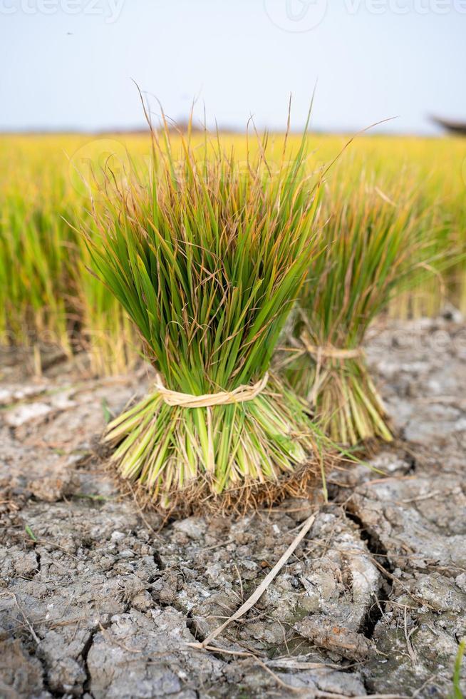 sementes de arroz a serem plantadas nos campos de arroz foto