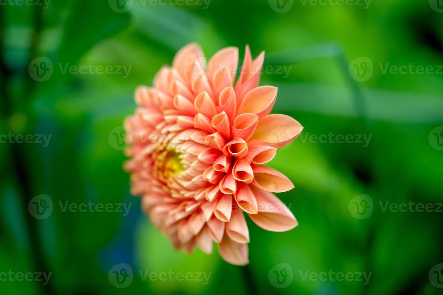 close-up da flor Dália laranja no jardim 17602454 Foto de stock no Vecteezy