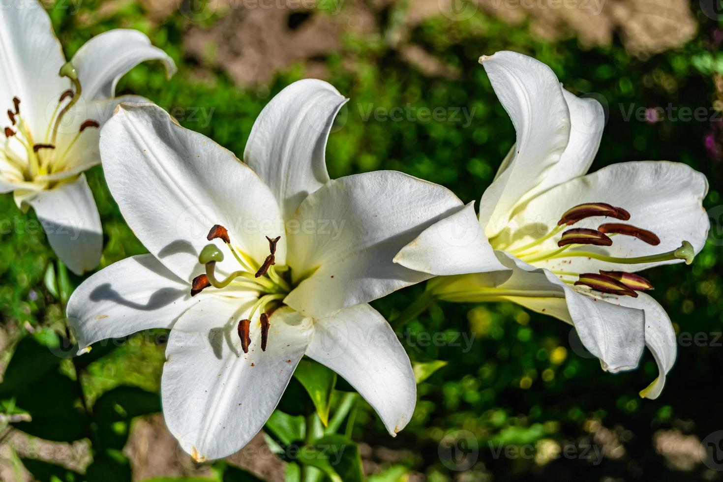 flor liliácea em crescimento selvagem em prado de fundo foto