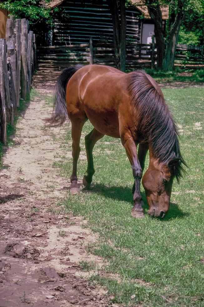 cavalo pasta no curral foto