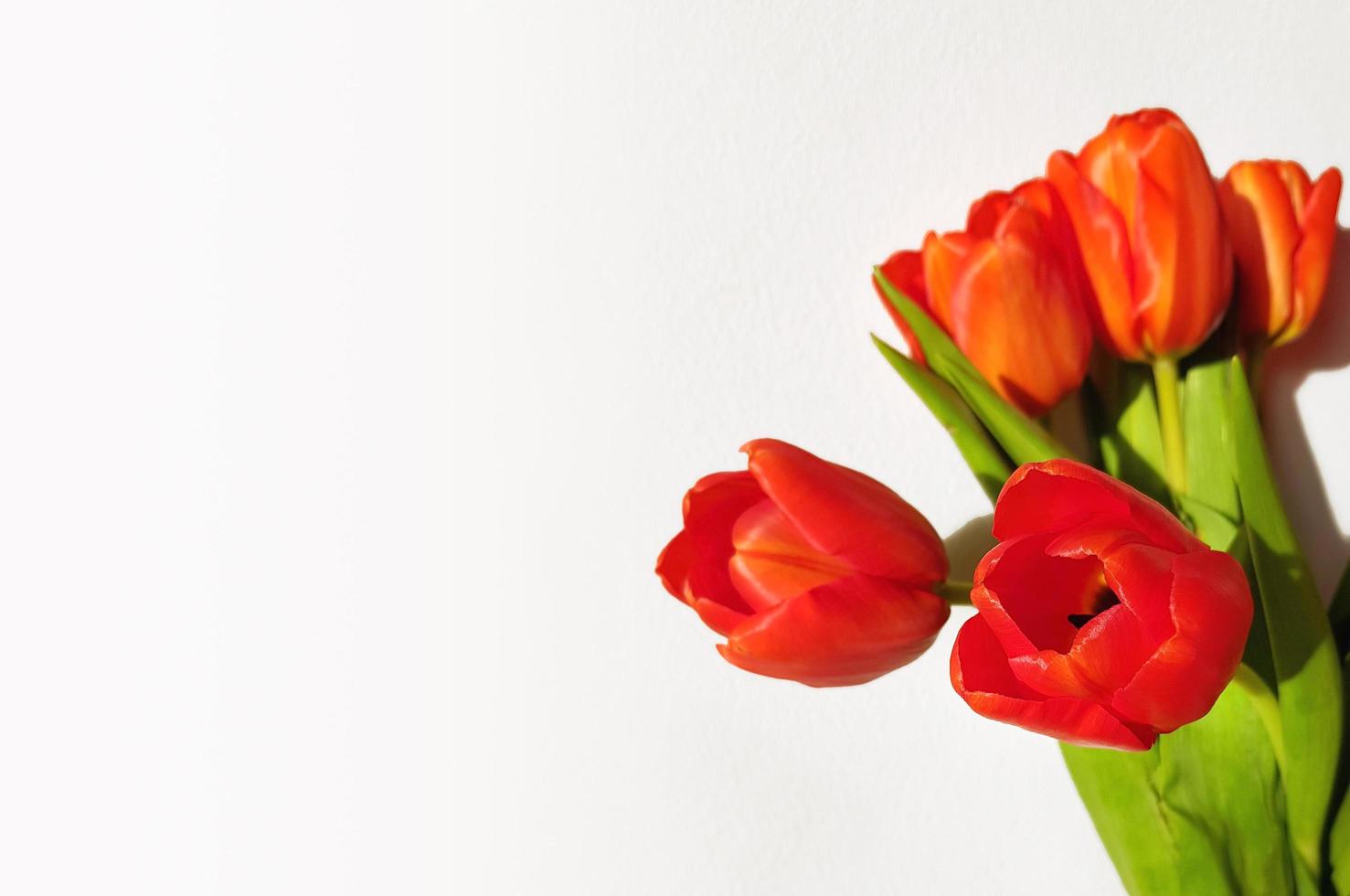 cartão com buquê de tulipas vermelhas frescas com folhas verdes no fundo da parede branca. 8 de março dia da mulher. dia das Mães. dia da vovó. feliz Aniversário. lugar para texto. foto