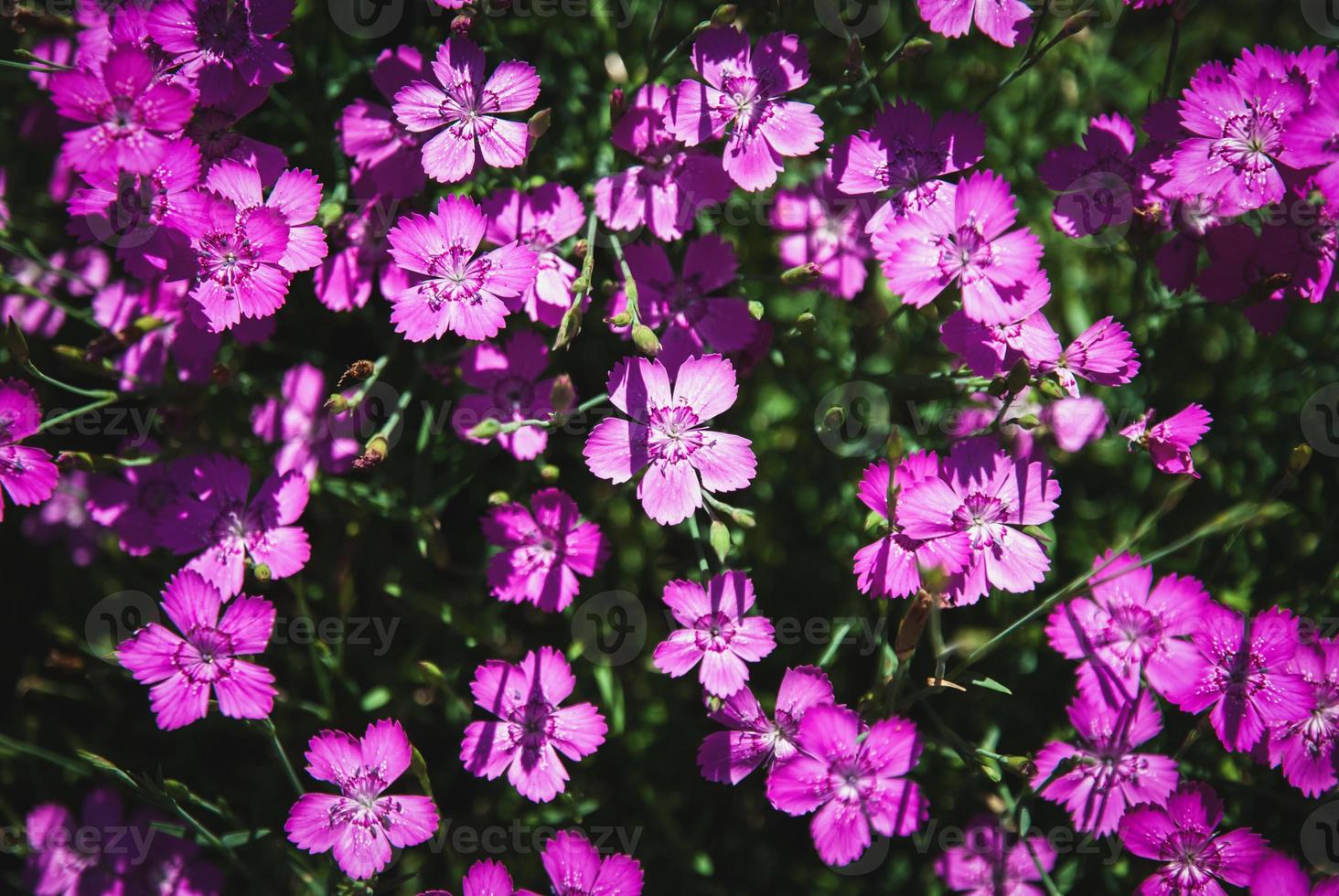 flores cor-de-rosa solteiras, dianthus deltoides roxo vibrante no jardim de verão foto