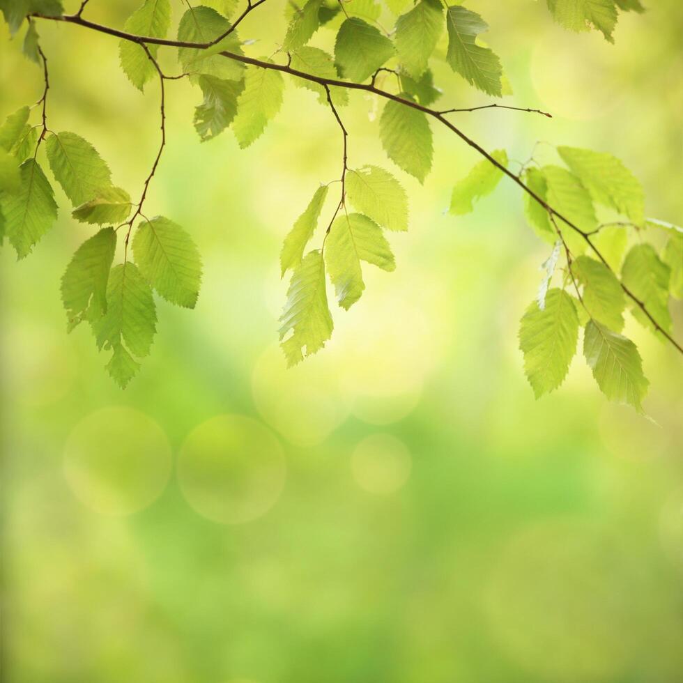 papel de parede de fundo natureza foto