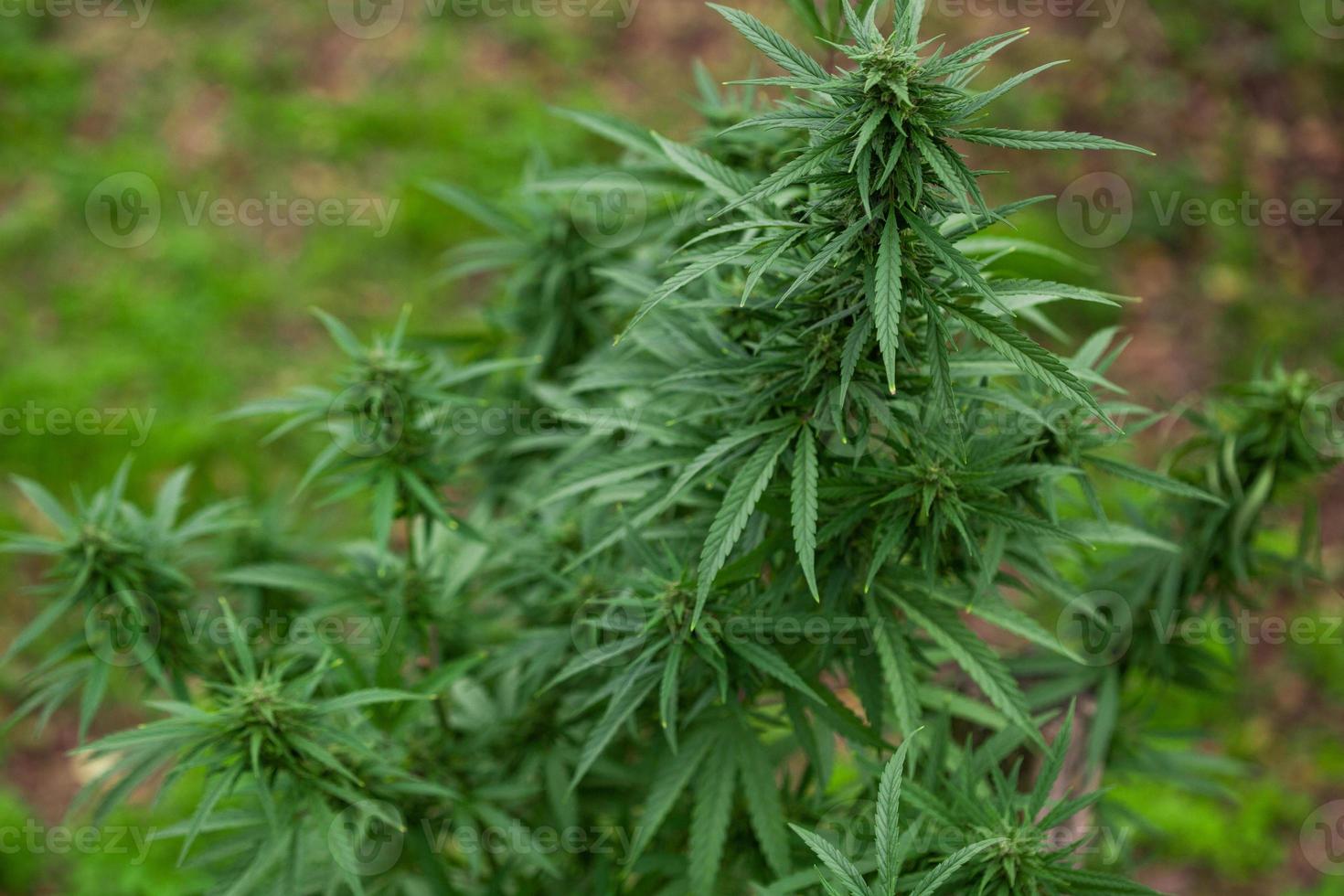 close-up de maconha de folhagem espessa, droga, planta medicinal foto