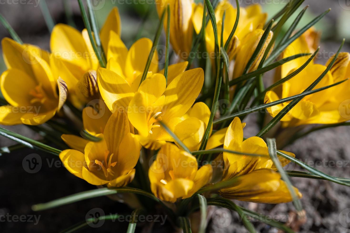 lindas flores crescem na primavera foto