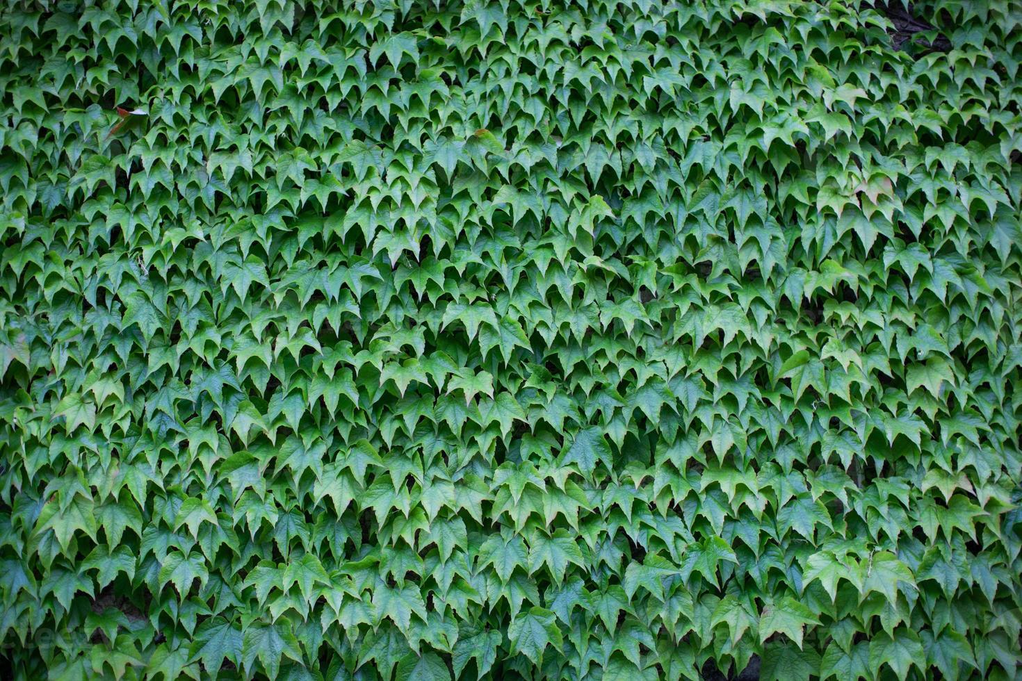 parede coberta de hera verde foto