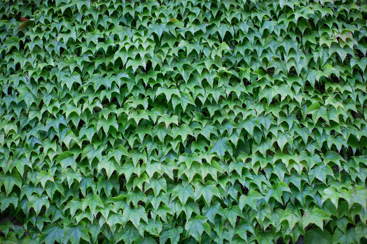 parede coberta de hera verde foto