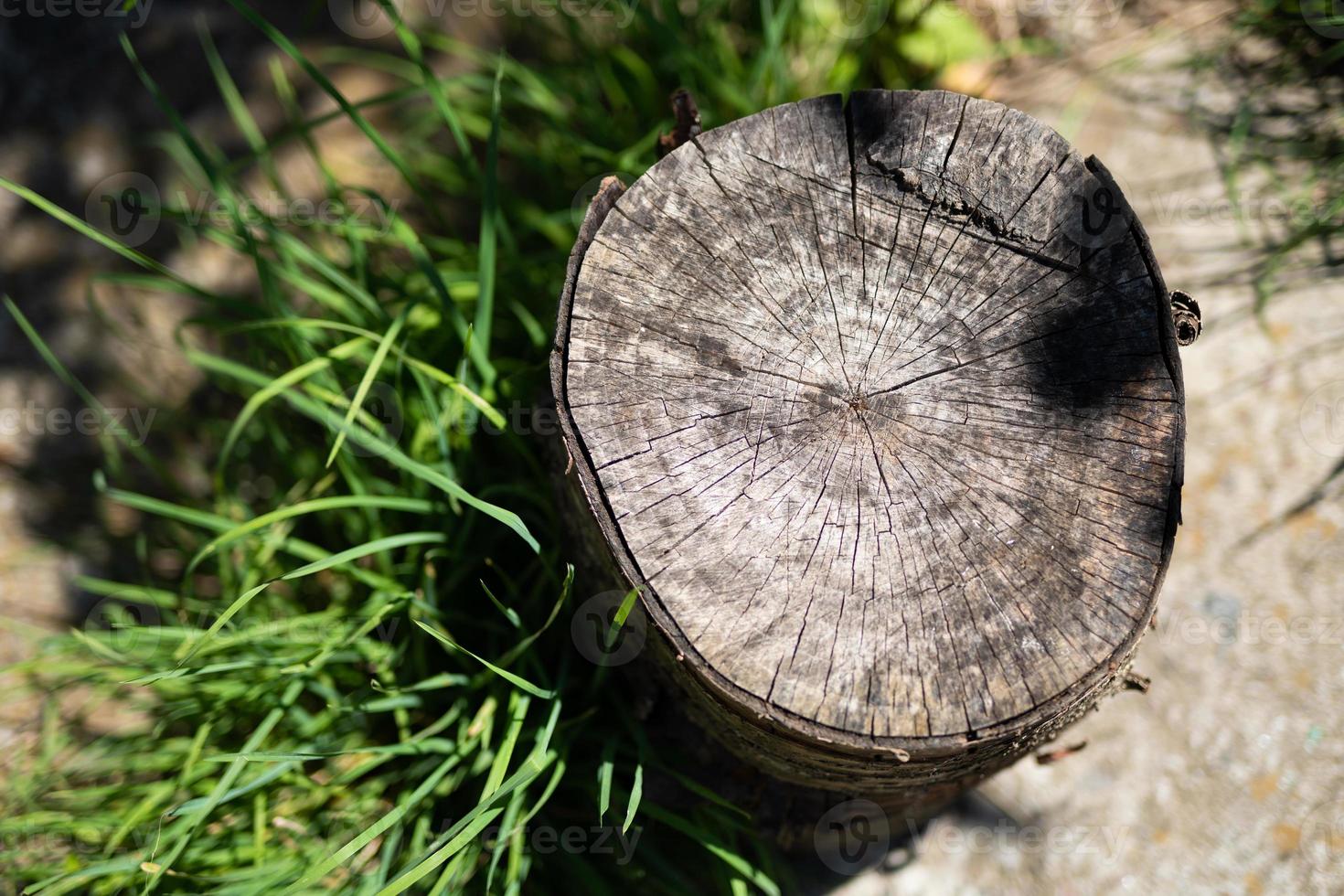 toco de madeira de uma árvore derrubada e grama verde. foto
