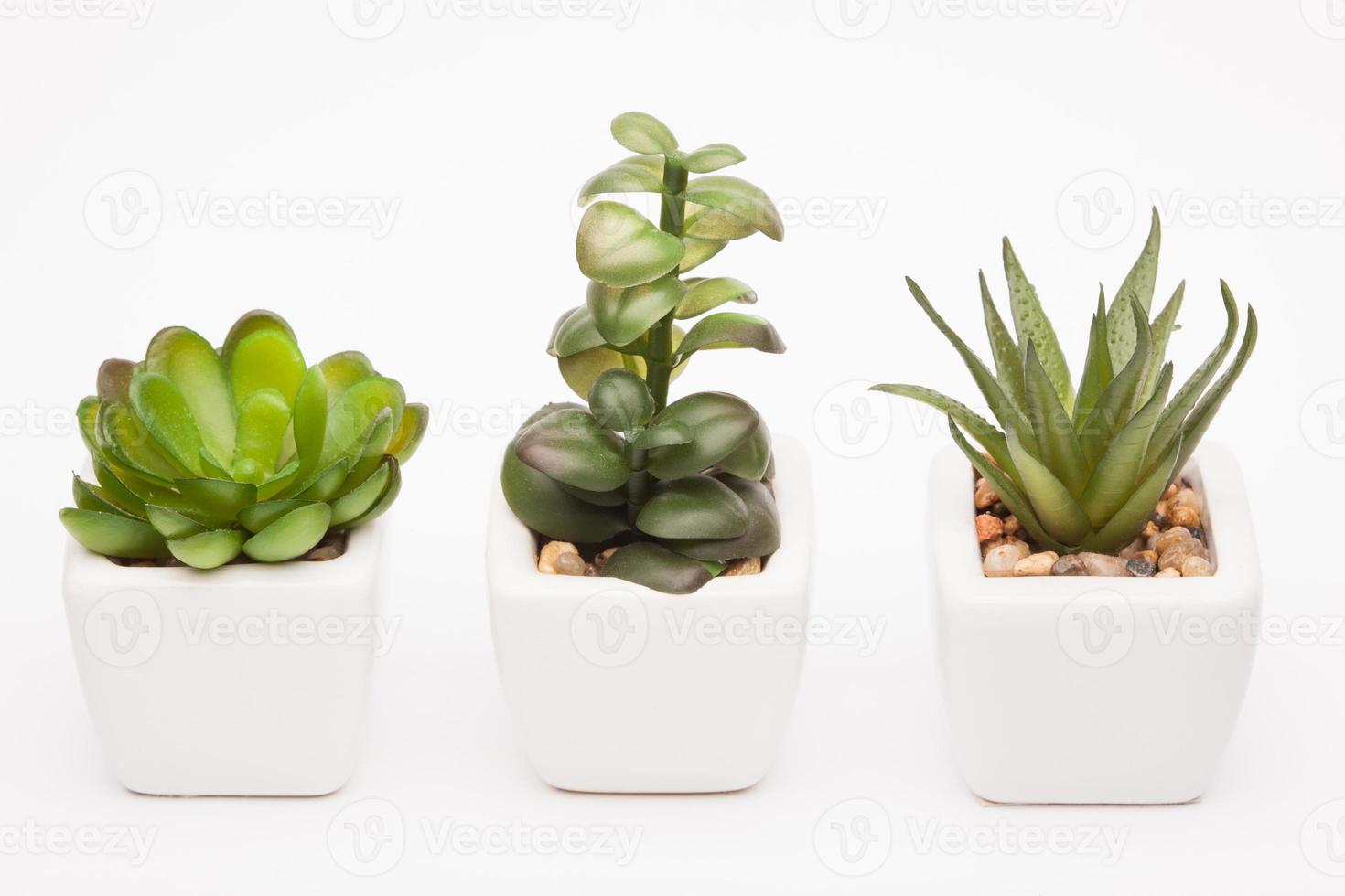 planta decorativa em uma panela em um fundo branco para o interior foto