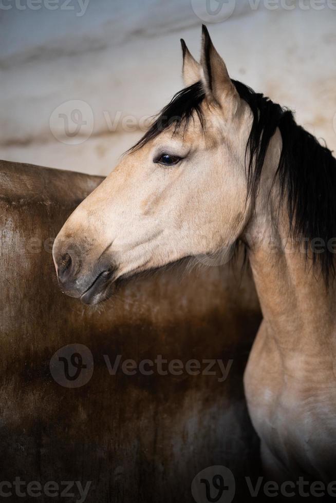 Foto de Lindo Cavalo De Criação e mais fotos de stock de Cavalo