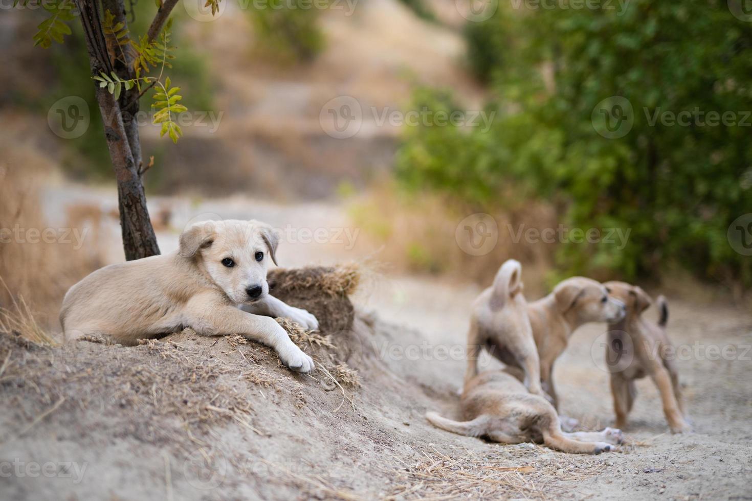 cachorrinhos estão brincando foto