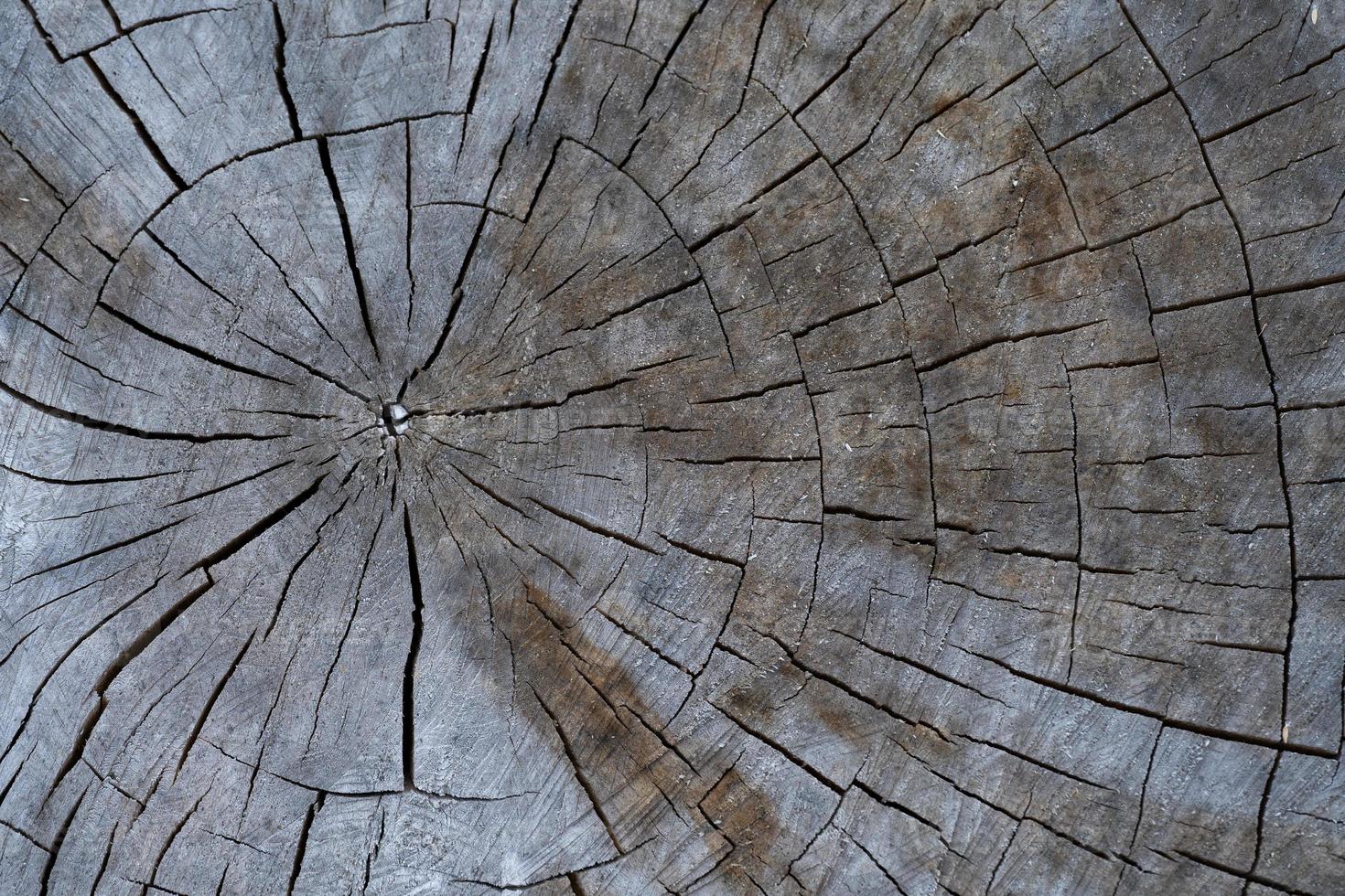 close-up de textura de madeira com fibras naturais, material de placa para construção foto