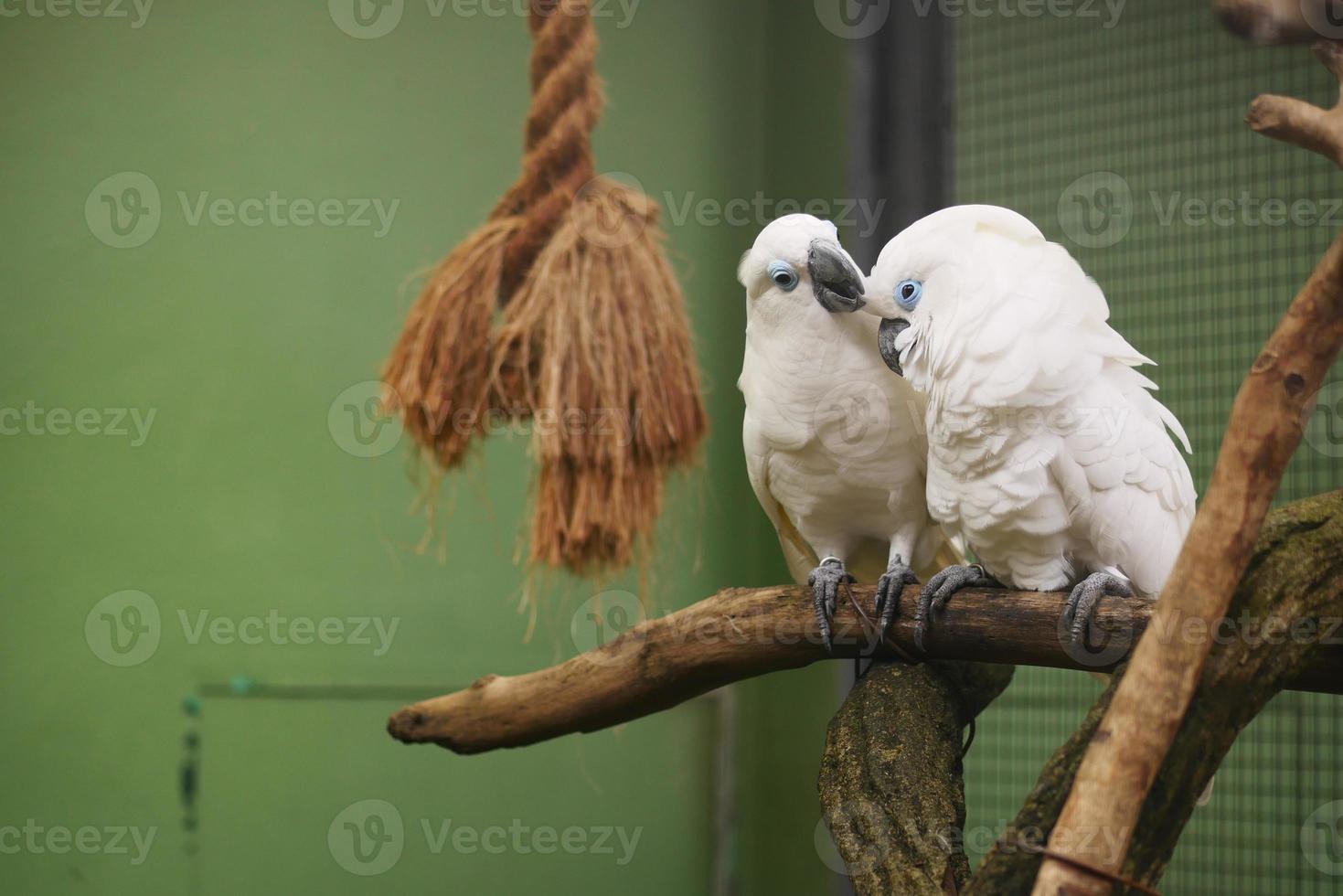 dois grandes papagaio branco cacatua se comunicando foto