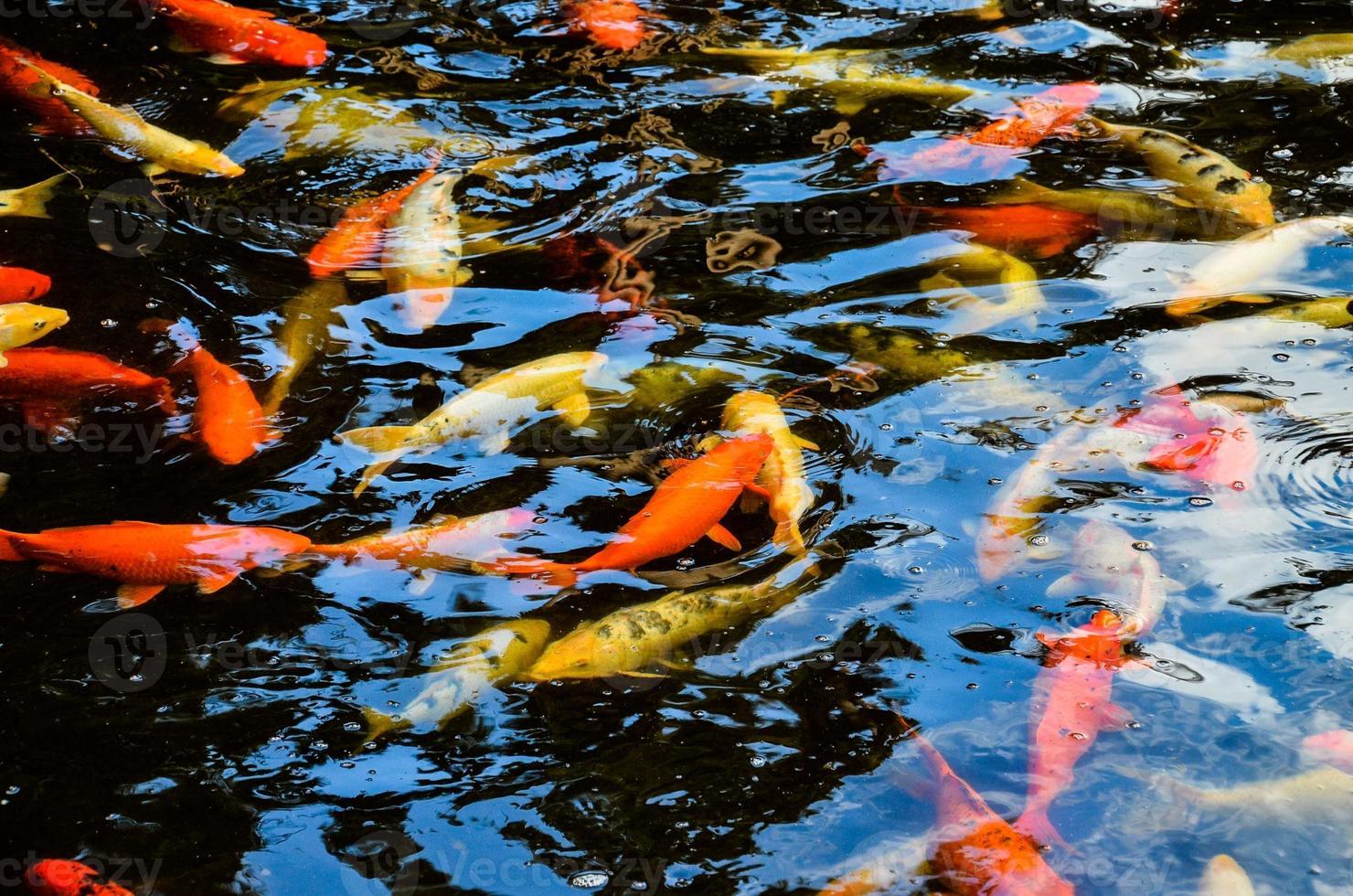 cardume de peixes nadando foto