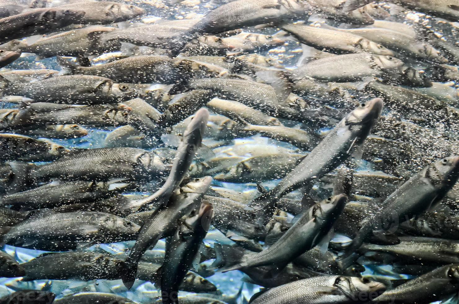 cardume de peixes nadando foto