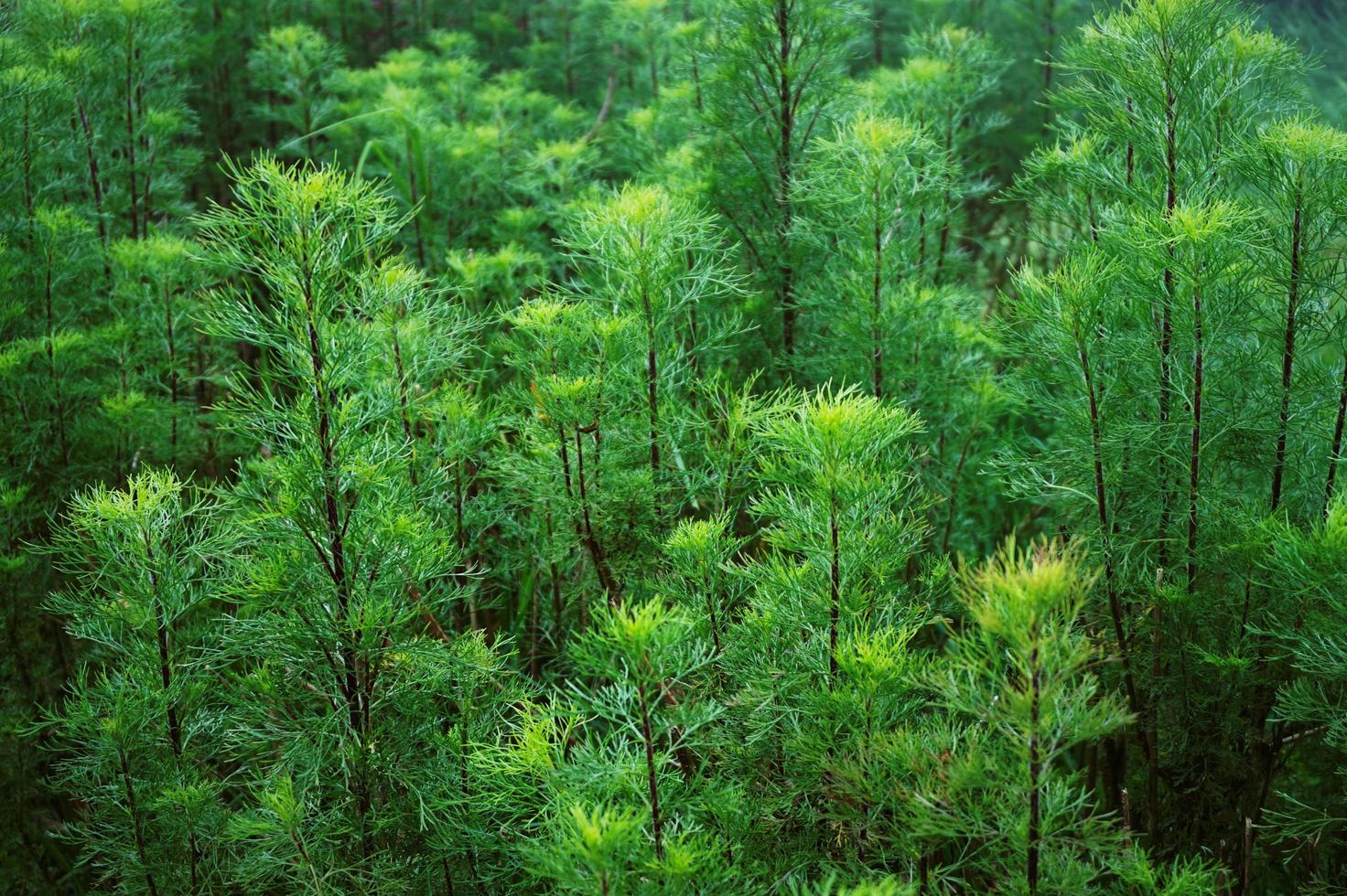 folhas de abeto verde brilhante para o fundo da natureza. fundo de folhas de pinheiro. foto