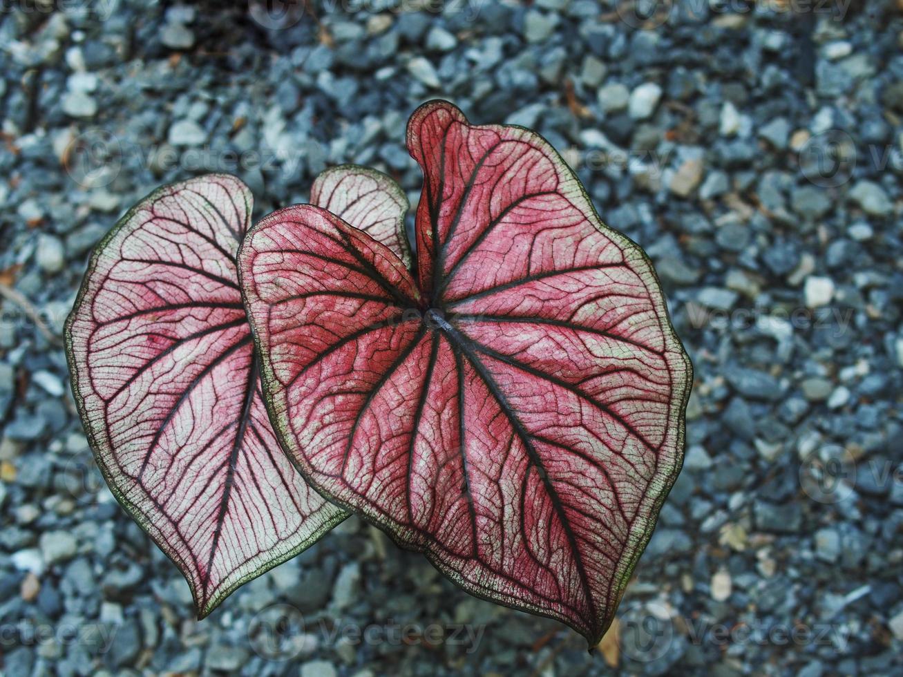 caladium bicolor qeen of leafe ótima planta para jardim foto