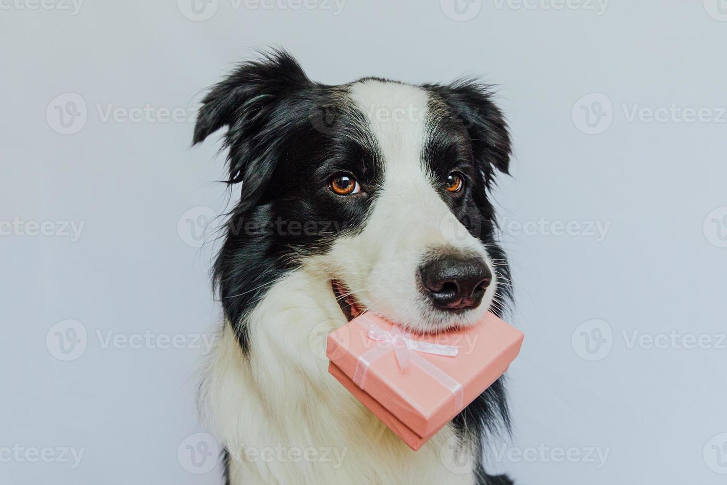 cachorrinho border collie segurando a caixa de presente rosa na boca isolada no fundo branco. natal ano novo aniversário celebração dos namorados presente conceito. cão de estimação no dia de feriado dá presente. Eu sinto Muito. foto