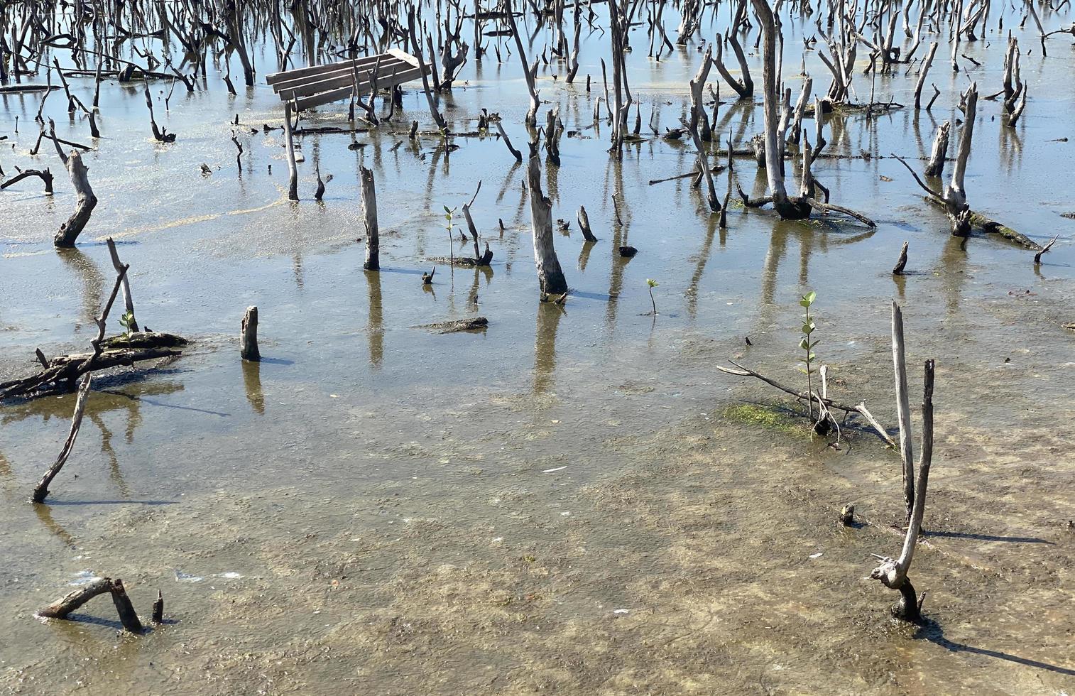paisagem de floresta de mangue destruída, floresta de mangue destruída é um ecossistema que foi severamente degradado ou eliminado devido à urbanização e poluição. ajude a cuidar do manguezal. foto