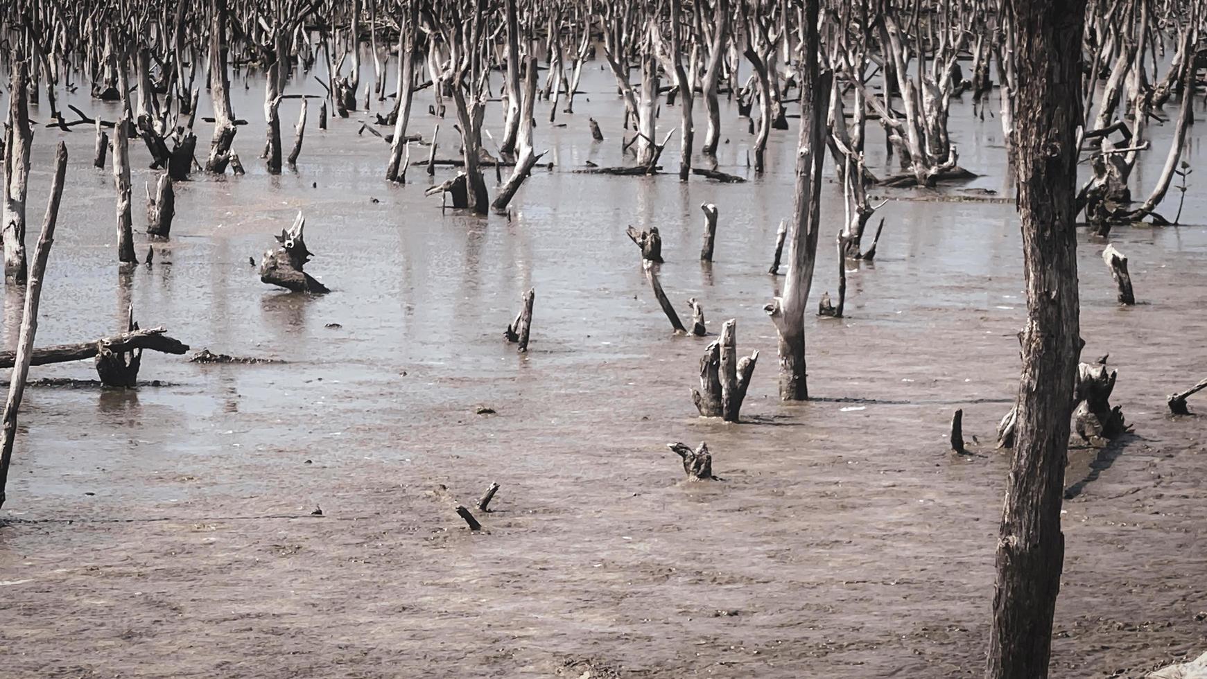 paisagem de floresta de mangue destruída, floresta de mangue destruída é um ecossistema que foi severamente degradado ou eliminado devido à urbanização e poluição. ajude a cuidar do manguezal. foto