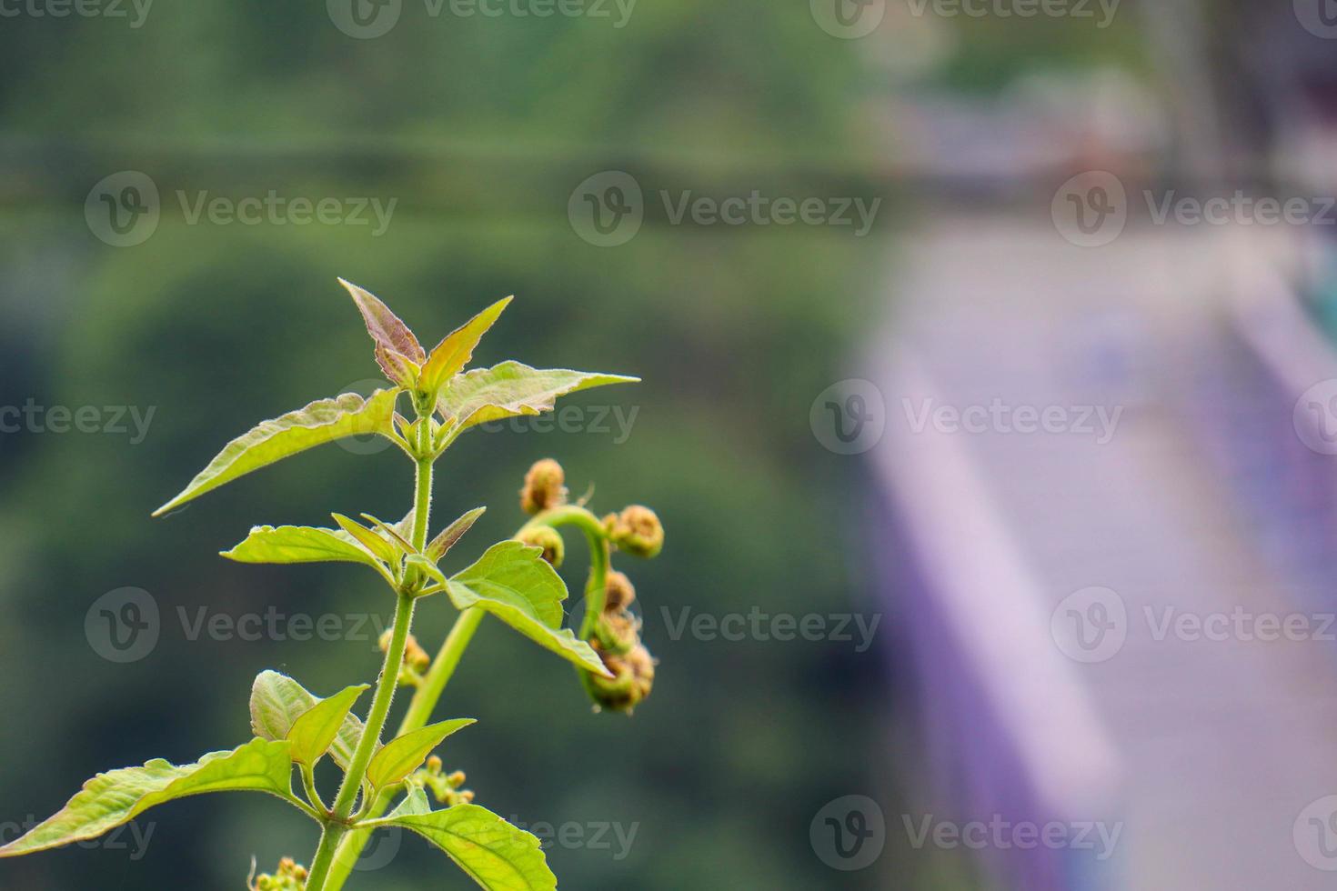 bela vista das folhas das plantas expostas ao orvalho da manhã foto