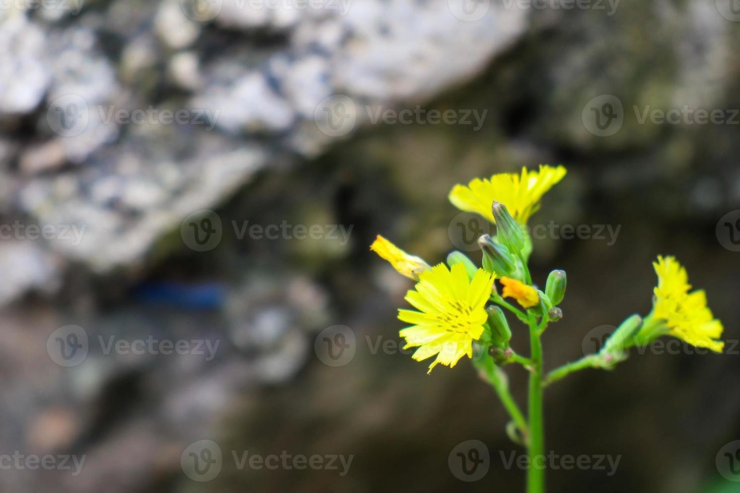 lapsanastrum é um gênero de plantas com flores na família asteraceae, nativa do leste da ásia china, coreia, japão. foto