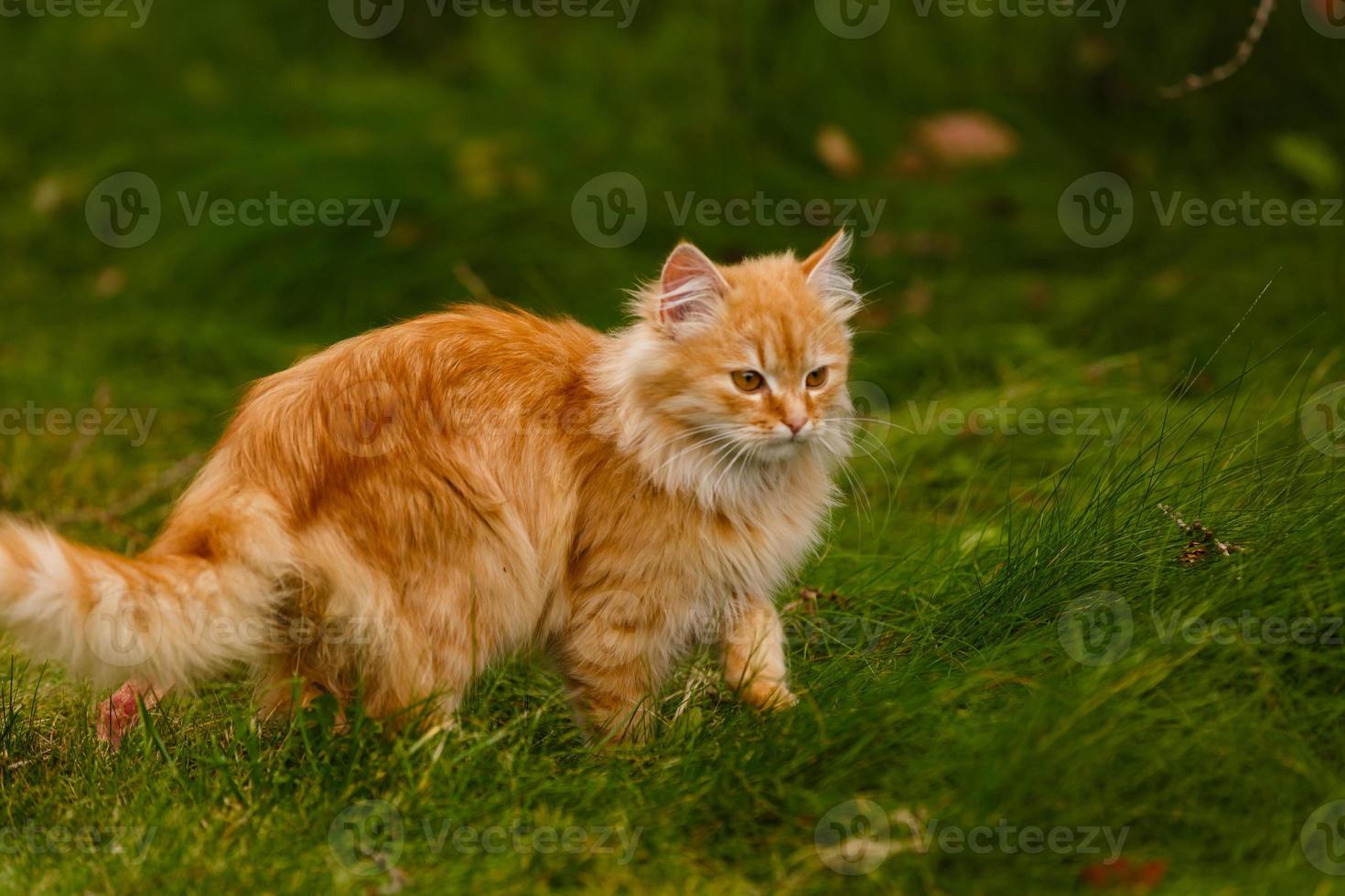 gato vermelho andando na grama caçando e olhando para cima gato vermelho na grama no outono foto