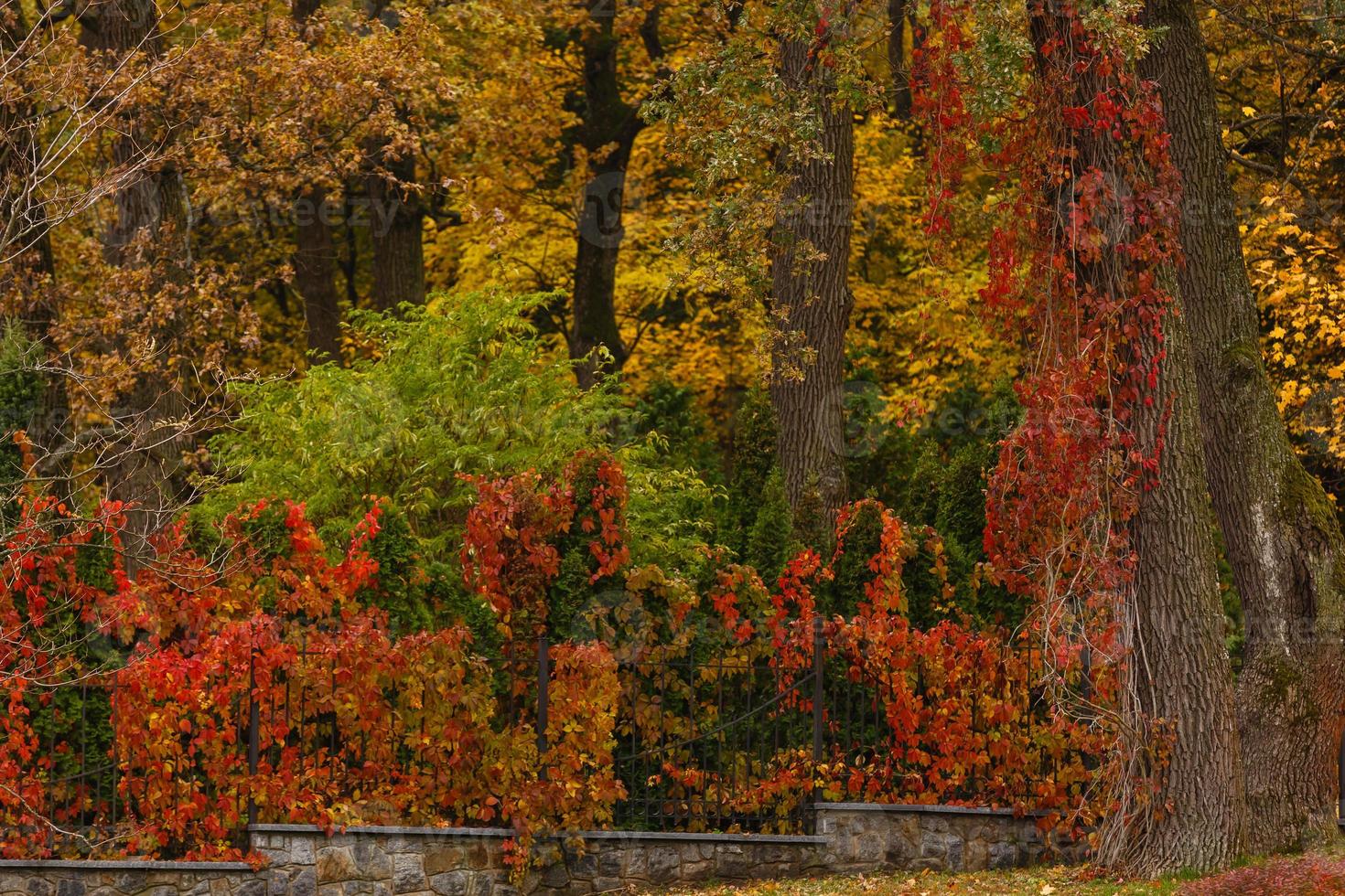 folhas de outono vermelhas e marrons crescendo na cerca textura colorida agradável foto