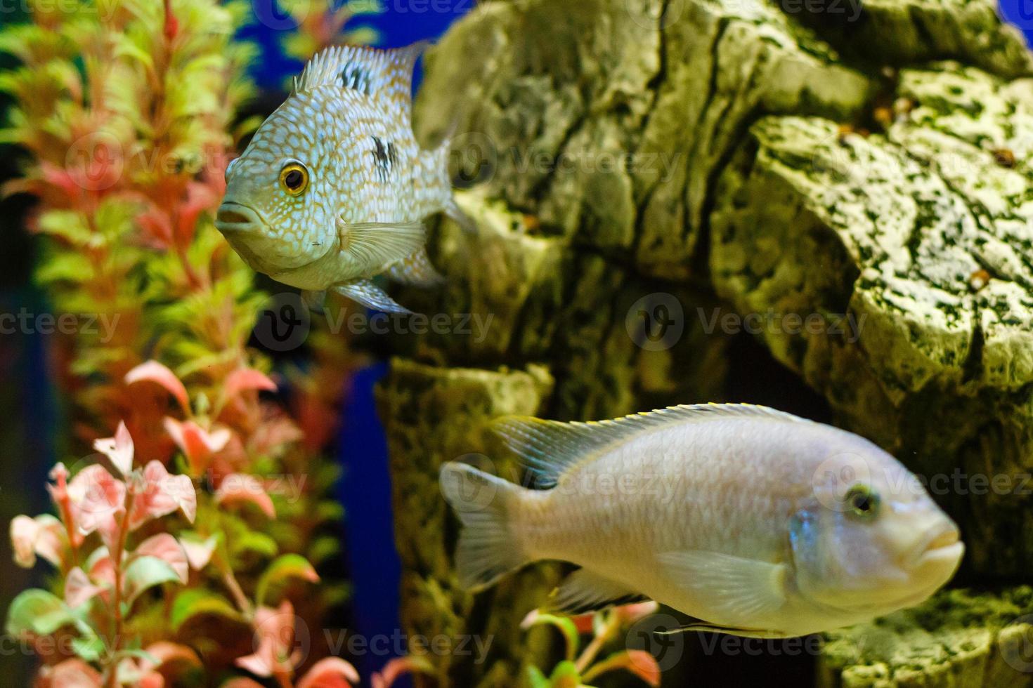 peixes tropicais na cena subaquática vibrante do recife de coral foto